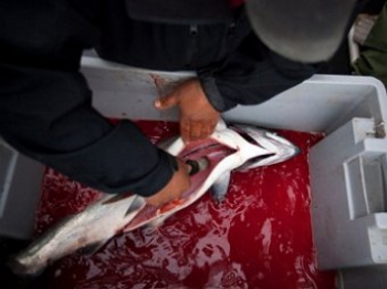 «Русское море» вдвое увеличило отпускную цену на лосось